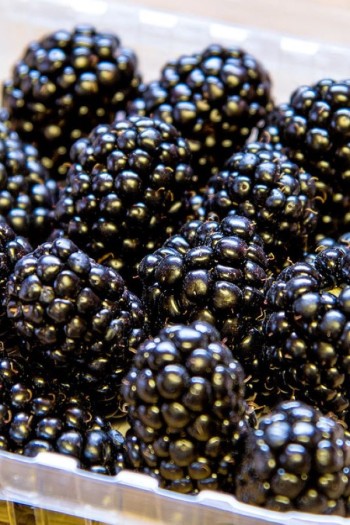 Ежевика садовая Понка бесшипная | Rubus  fruticosus  Ponca thornless | Blackberry  Ponca thornless